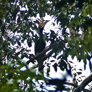 Rhinoceros Hornbill - Taman Negara