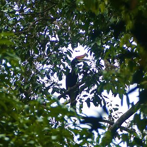 Rhinoceros Hornbill - Taman Negara