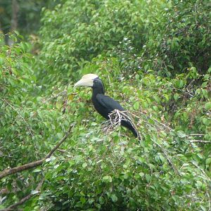 Black Hornbill - Taman Negara