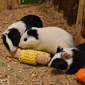 guinea pigs (Cavia porcellus)