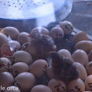 chick（Gallus gallus domesticus）