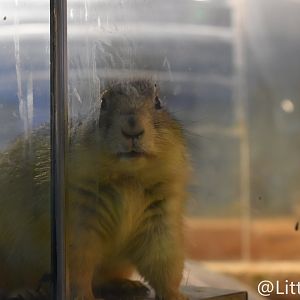Black-tailed Prairie Dog（Cynomys ludovicianus）