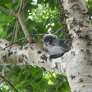 Dusky leaf monkey - Taman Negara