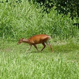 Common muntjak - Taman Negara