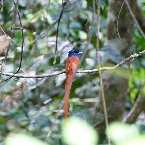 Blyth's Paradise-Flycatcher - Taman Negara