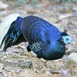 Crested Fireback - Taman Negara