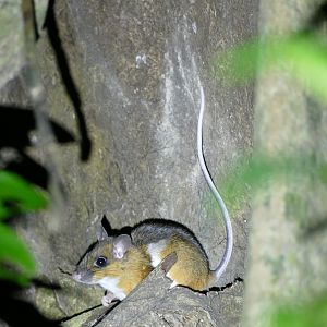 Some type of rodent (ID) - Taman Negara