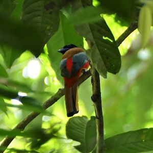 Scarlet-rumped Trogon - Taman Negara