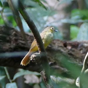Hairy-backed Bulbul - Taman Negara