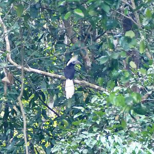 White-crowned Hornbill - Taman Negara