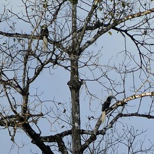 White-crowned Hornbill - Taman Negara