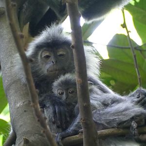 Selangor silvered langur - KL