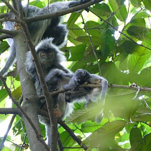 Selangor silvered langur - KL