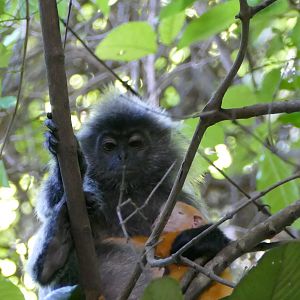 Selangor silvered langur - KL