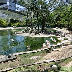 Flamingo pool in the large walkthrough-aviary
