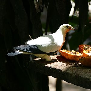 Pied imperial pigeon getting orange from papaya
