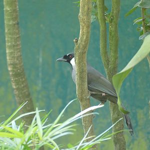 Black-throated laughingthrush