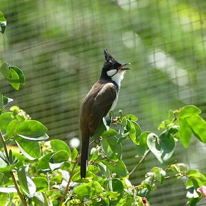 Red-whiskered bulbul