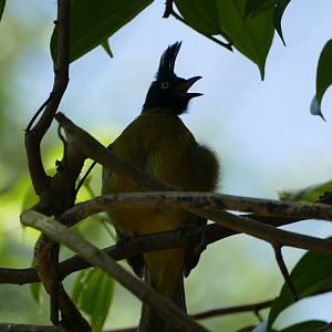 Black-crested bulbul