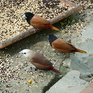 Black-headed Munia & White-headed Munia