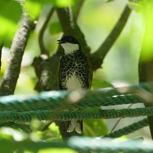 Scaly-breasted bulbul