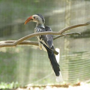 Southern red-billed hornbill