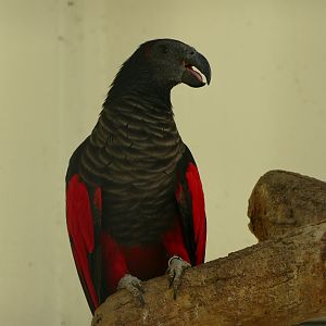 Pesquet's parrot