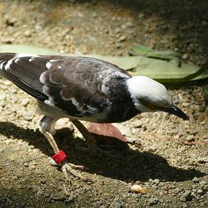 Black-collared starling