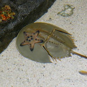 Horseshoe crab in touchpool