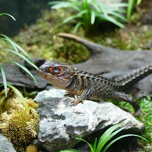 Red-eyed crocodile skink
