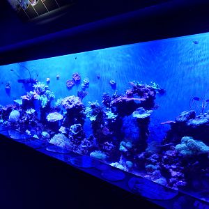 Live coral tank