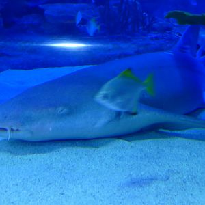 Nurse shark