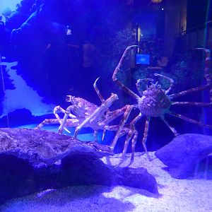 Obligatory Spider crabs