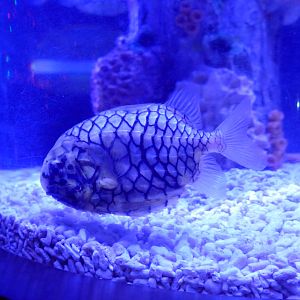 Japanese pineapplefish