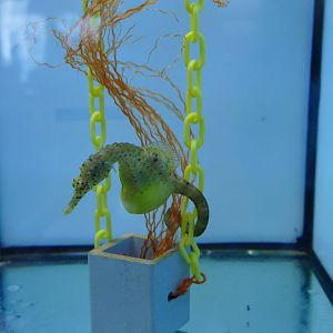 Pot-bellied seahorse