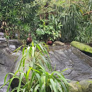 Glossy ibis (Plegadis falcinellus)