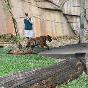 Sumatran tiger (Panthera tigris sumatrae) cubs