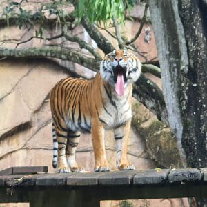 Sumatran tiger (Panthera tigris sumatrae)