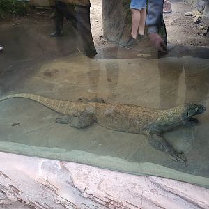 Komodo Dragon (Varanus komodoensis)