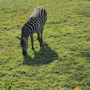 Plains Zebra Spartacus