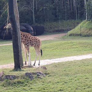Giraffe