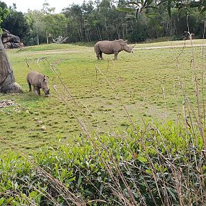 Rhino with Calf