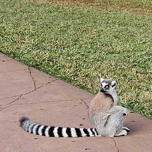 Ring-tailed lemur (Lemur catta) Jessie