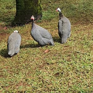 Wild Helmeted guineafowl (Numida meleagris)