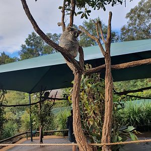 Koala In Tree