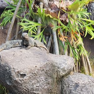 rhinoceros iguana (Cyclura cornuta)