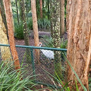 brolga (Antigone rubicunda)