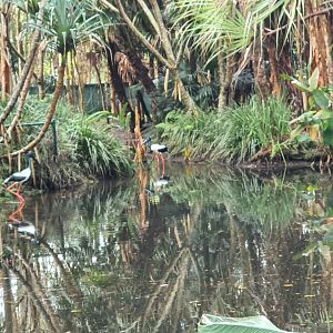 black-necked stork (Ephippiorhynchus asiaticus)