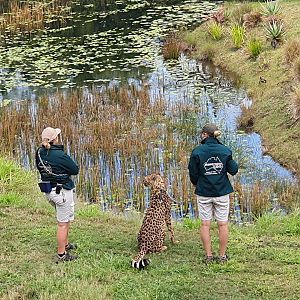 cheetah (Acinonyx jubatus)
