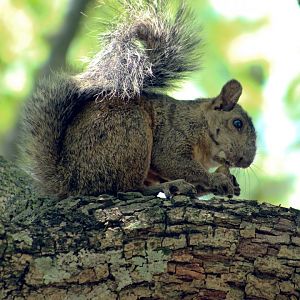 Squirrel ID?